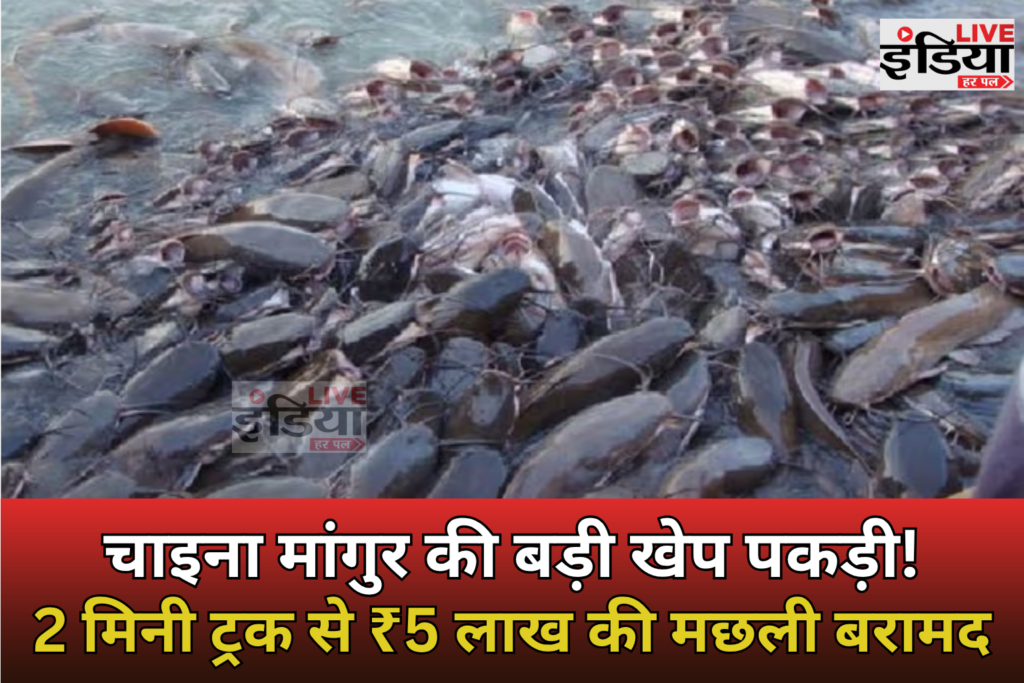 Bihar News: कटिहार में चाइना मांगुर से लदे 2 मिनी ट्रक पकड़े, ₹5 लाख की मछली जब्त कटिहार में China Mangur Fish से लदे दो मिनी ट्रक पकड़े गए